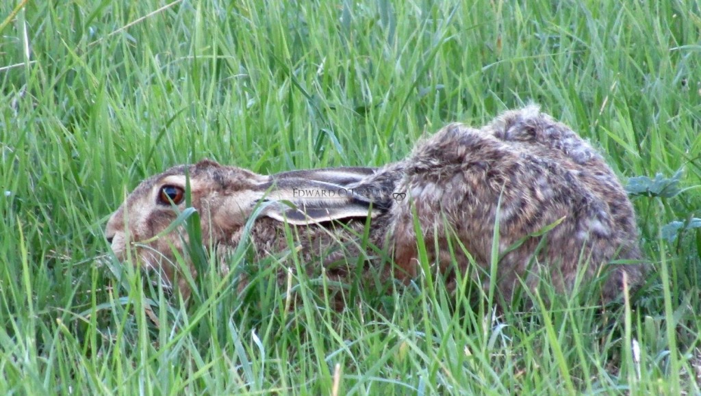 brown hare