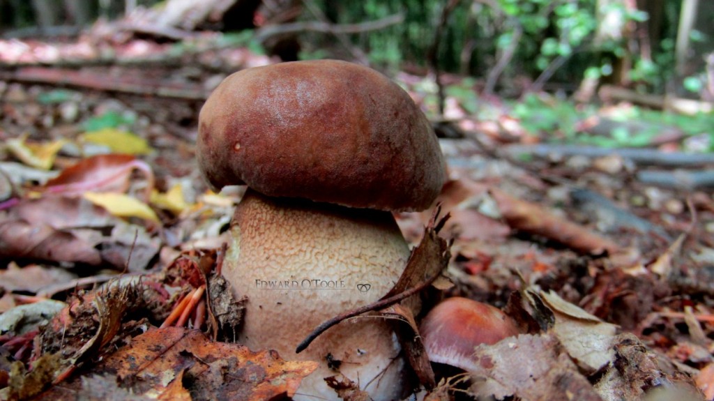 cep mushroom