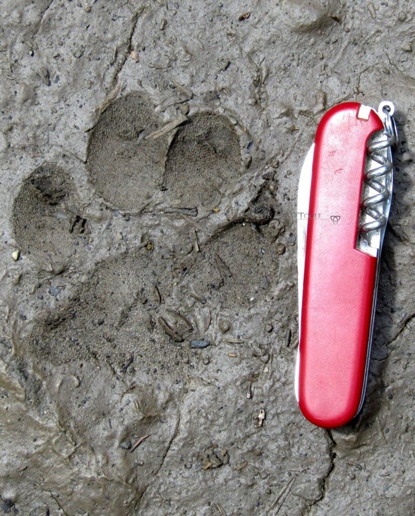 eurasian lynx track