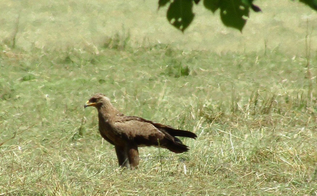 lesserspottedeagle