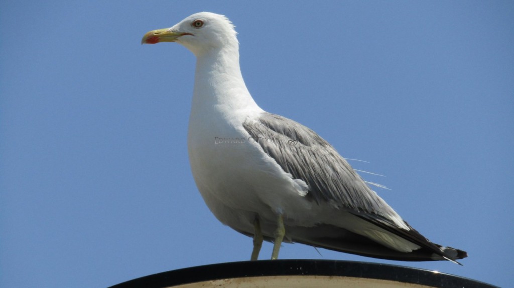 seagull