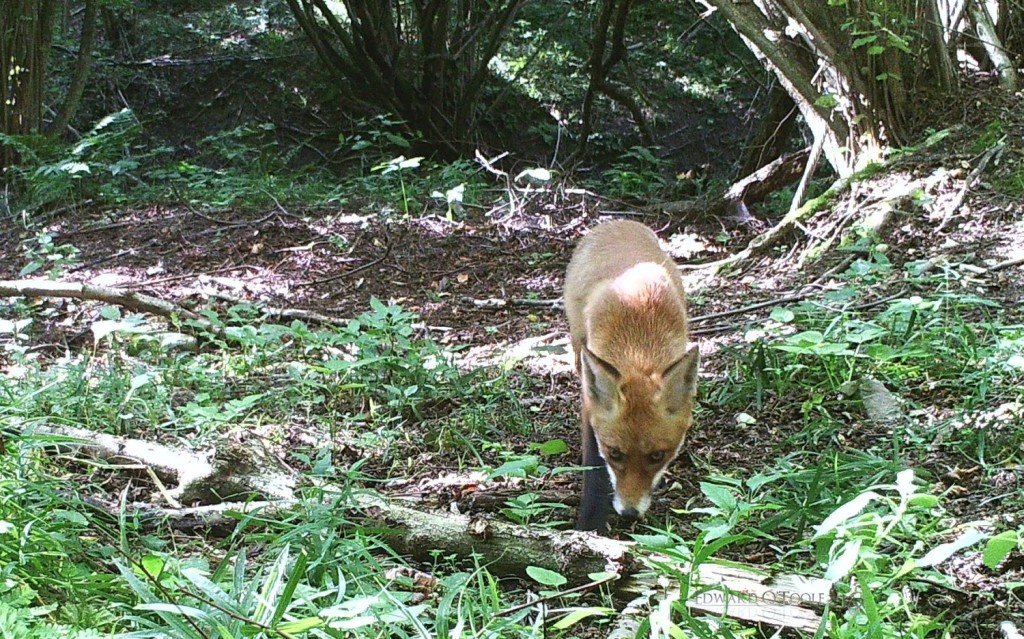 fox trail cam