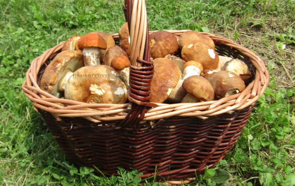 mushroombasket