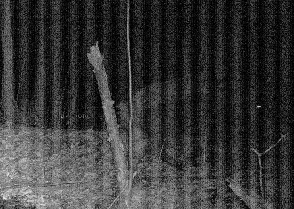 wildboartrailcam