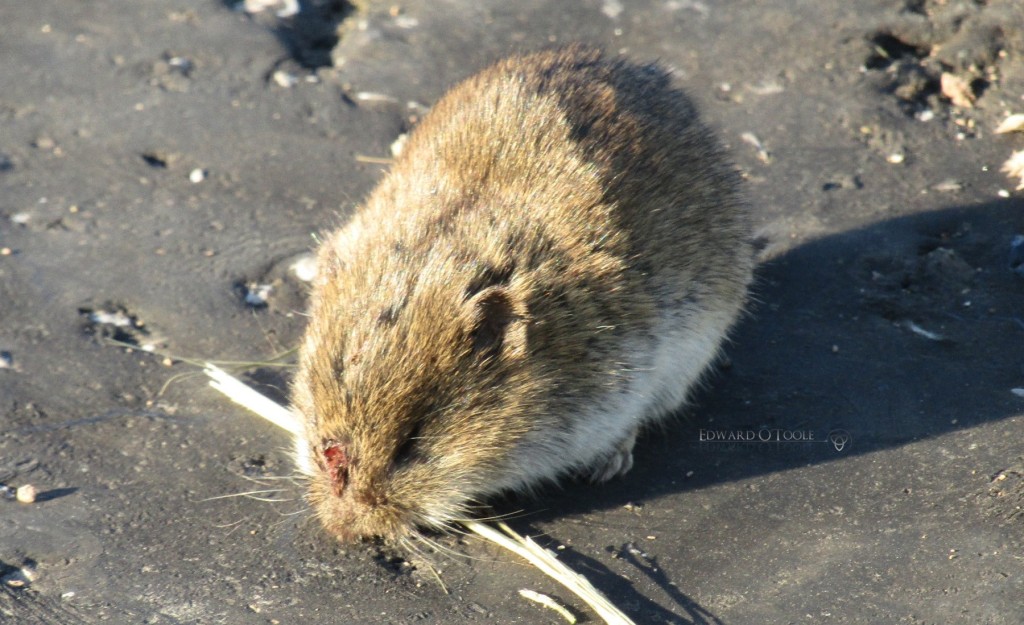 commonvole