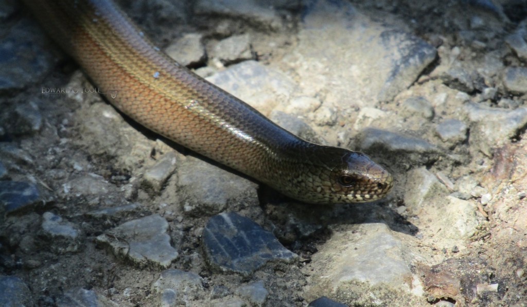 slowworm