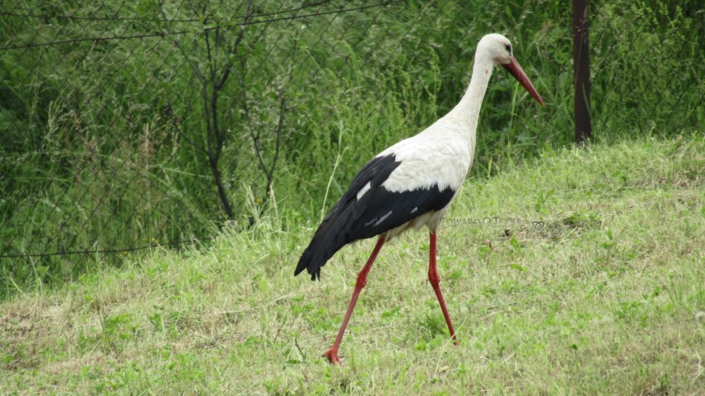 whitestork