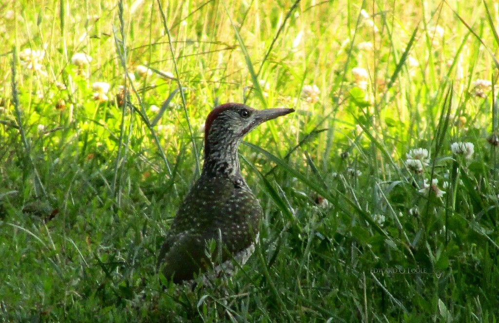 greywoodpecker