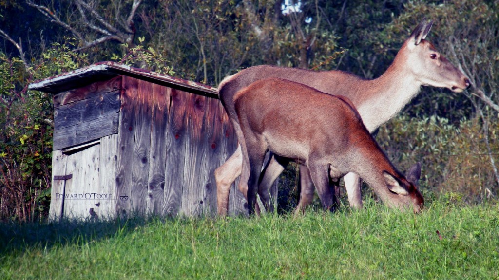 reddeershed