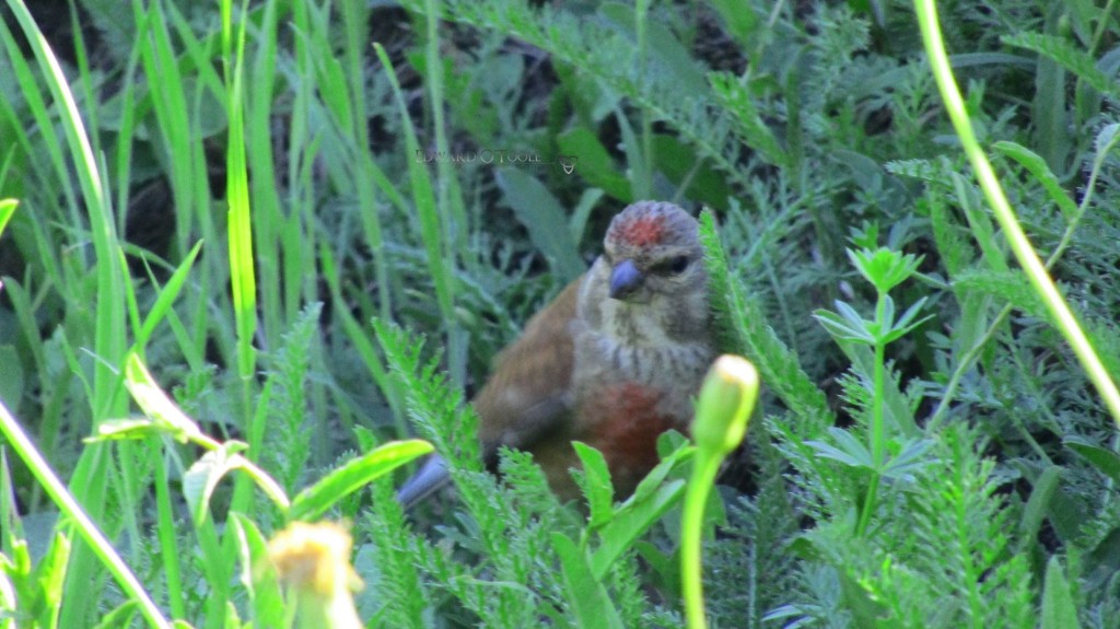 redpolllinnet