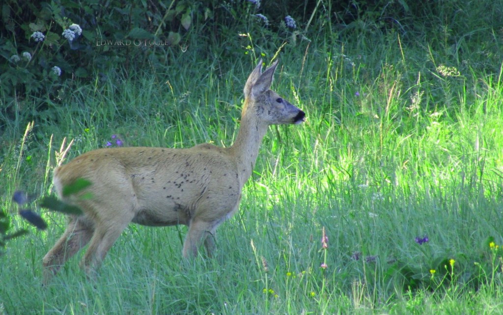 roedeerflies