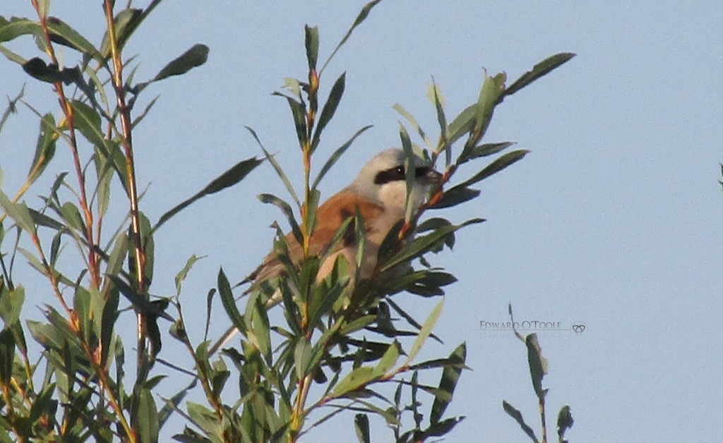 shrike