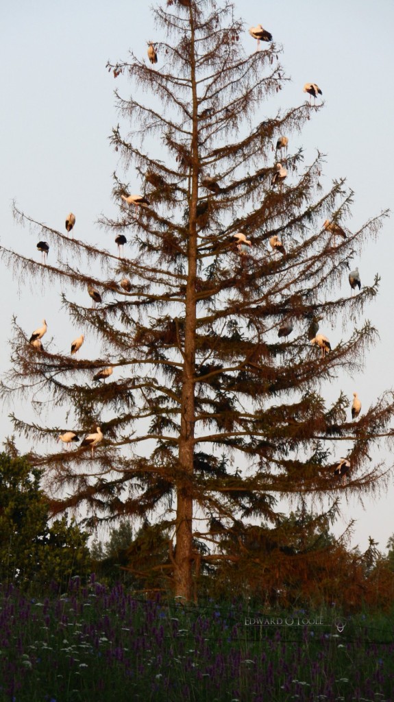 storkchristmas