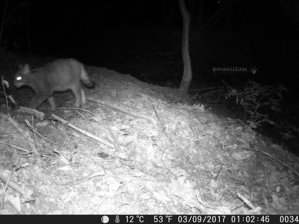 wildcattrailcam