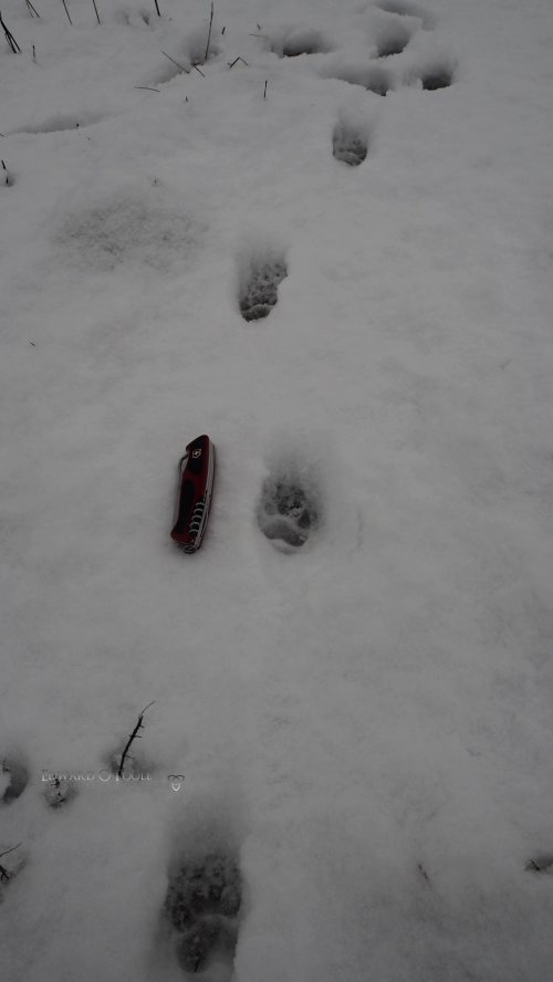badger prints in snow