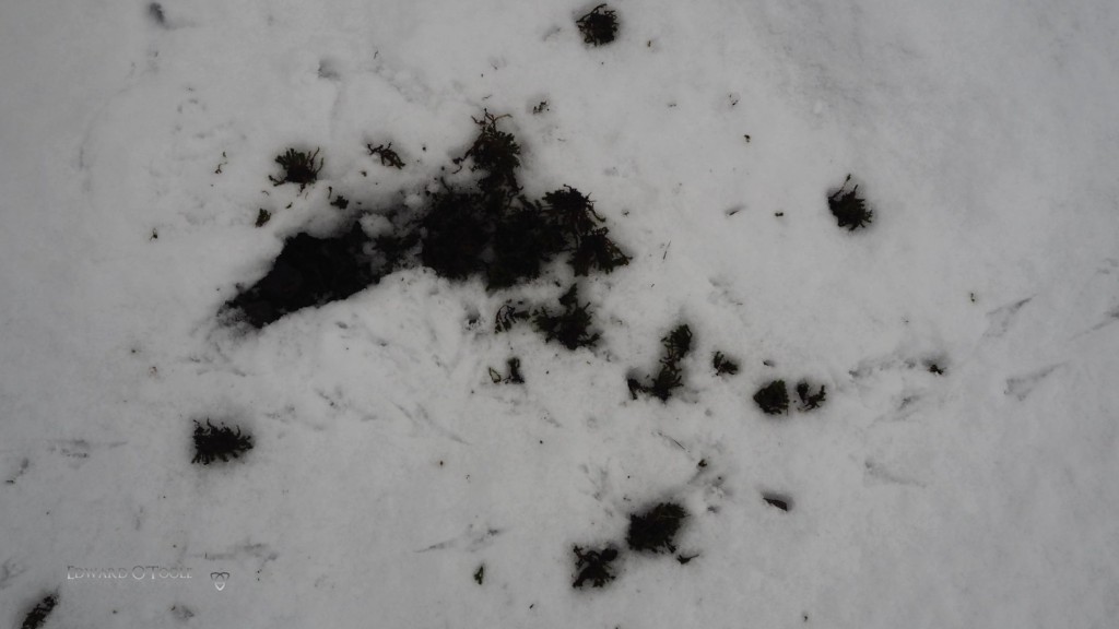 woodpecker tracks in snow