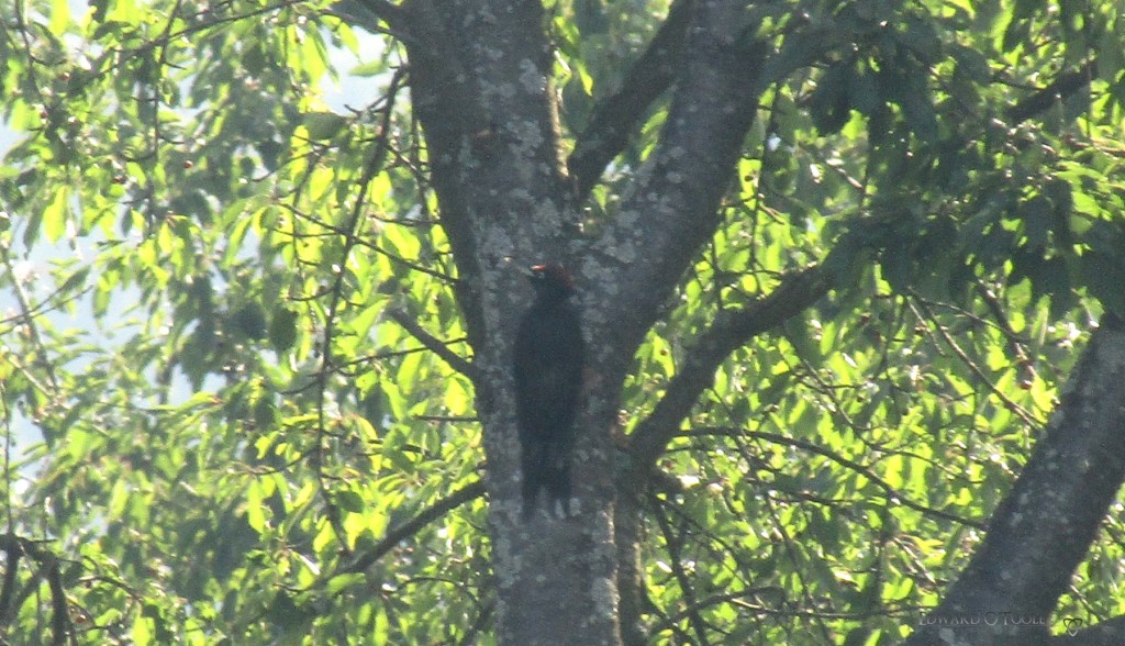 blackwoodpecker1