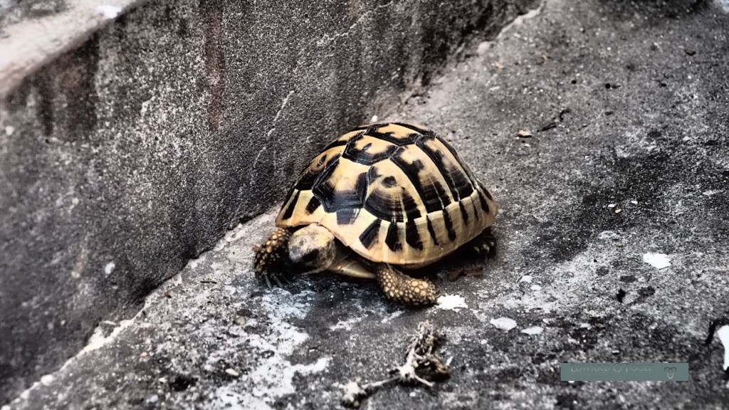 croatia tortoise