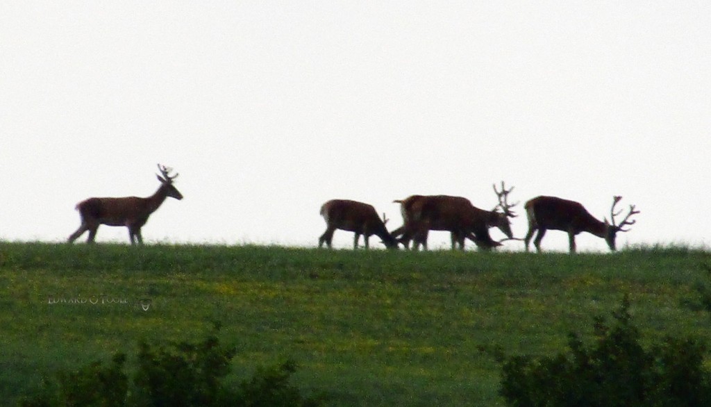 reddeerstagshill