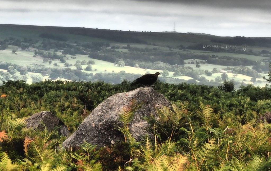 grouseonilkleymoor