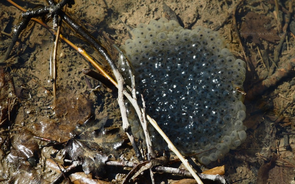 frogspawn