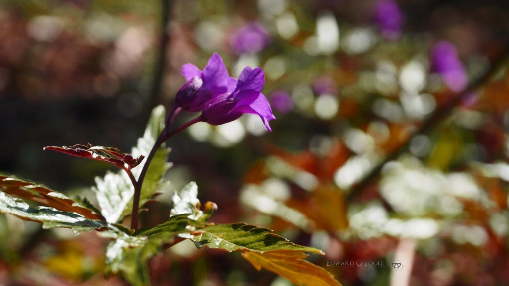 purpleflower