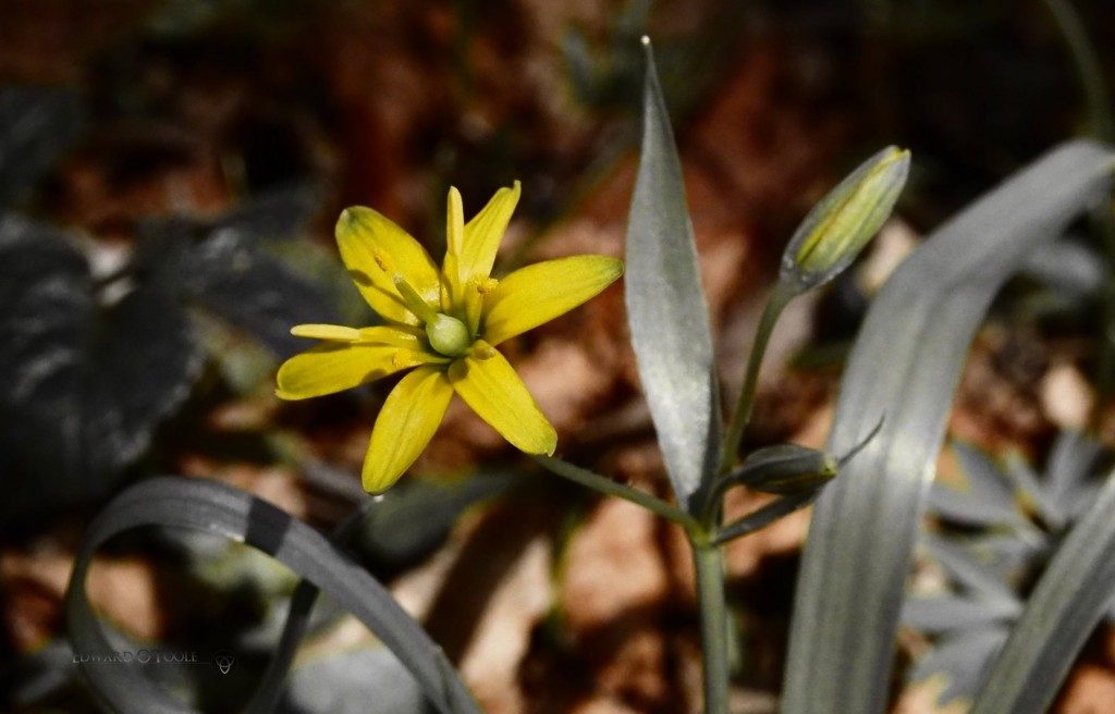 yellowflower