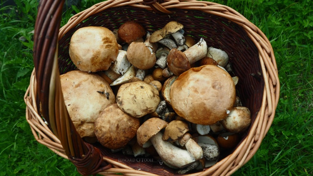 basketofboletes