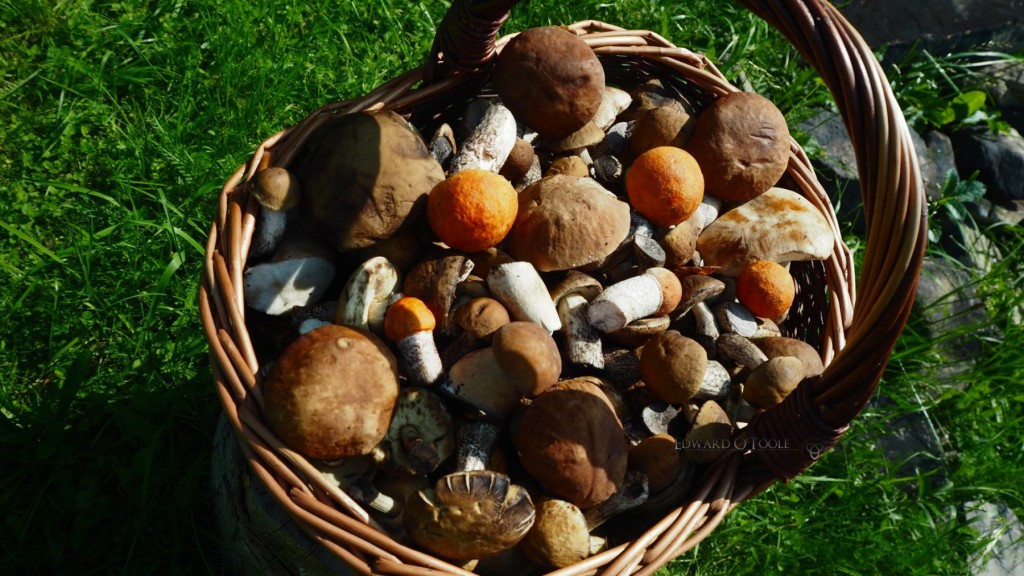 basketofmushrooms