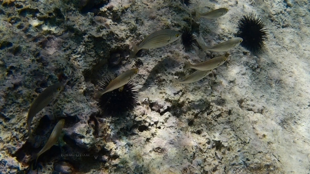 croatiasnorkelfish