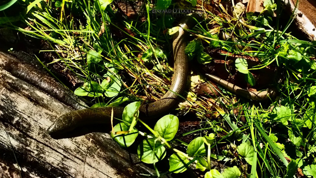 gardenslowworm