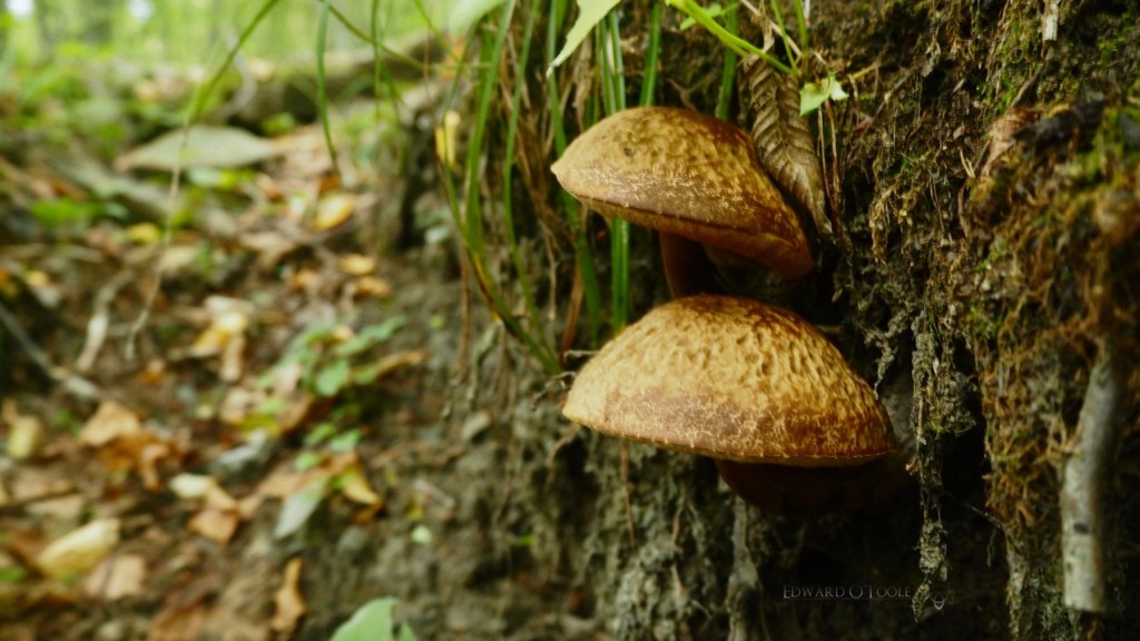 hrib-bolete