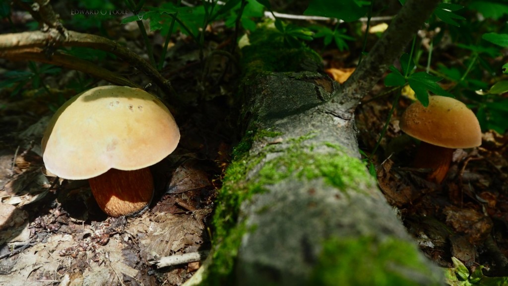 luridbolete