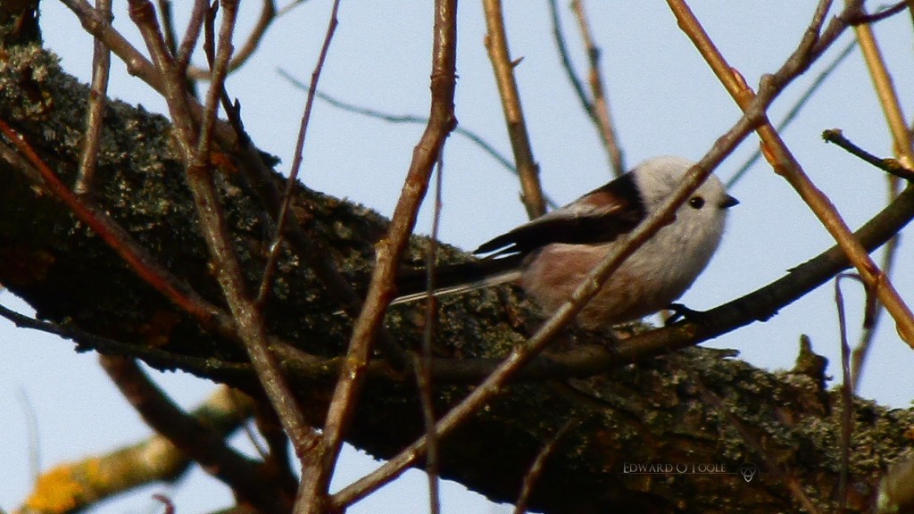 longtailedtit