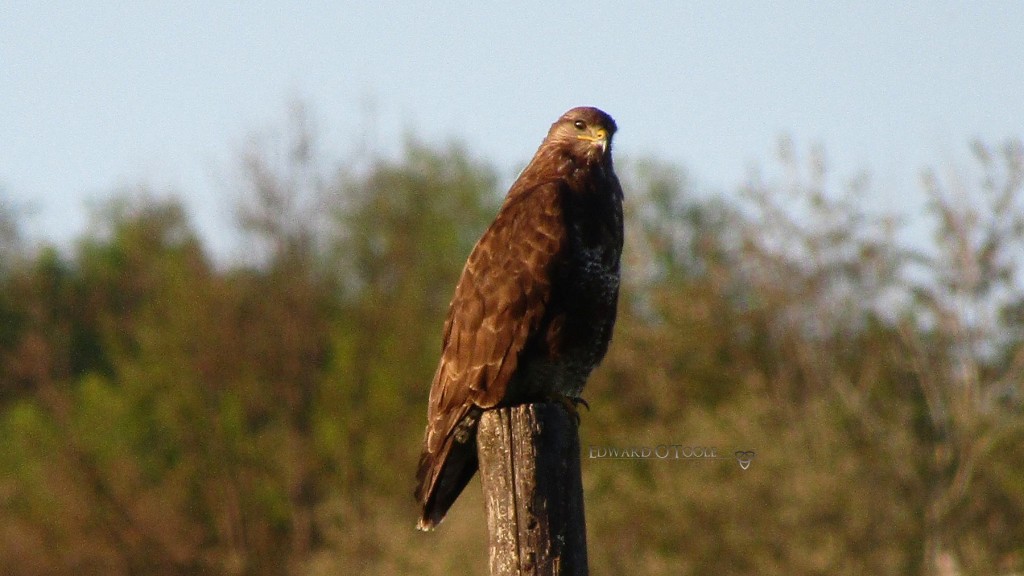 lesserpottedeaglefemale