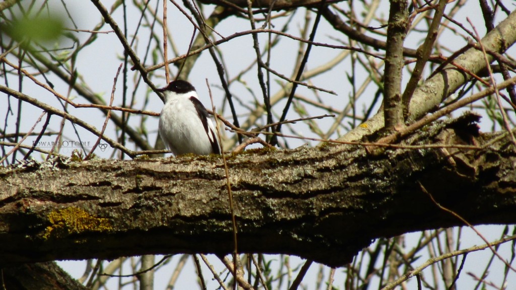 piedflycatcher