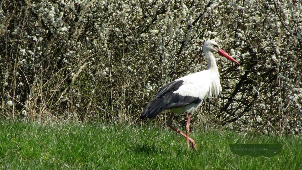 whitestorkblossom