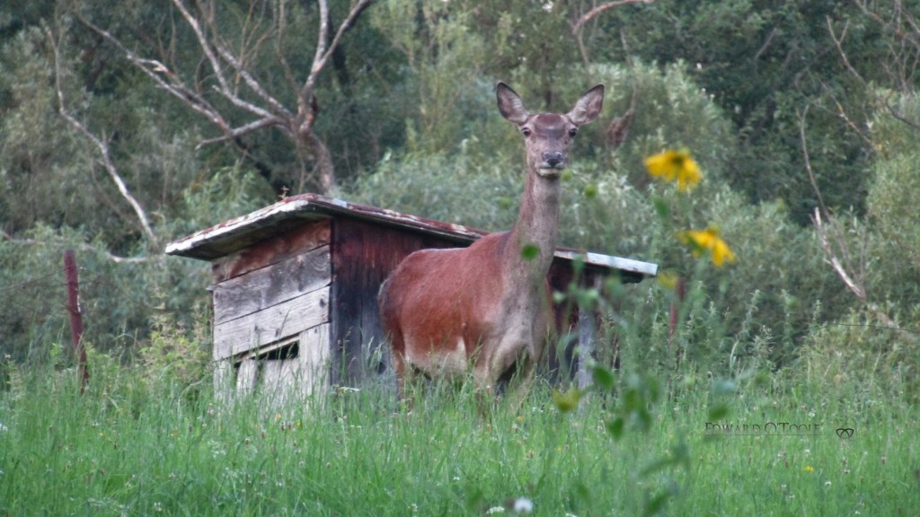 reddeerhindingarden