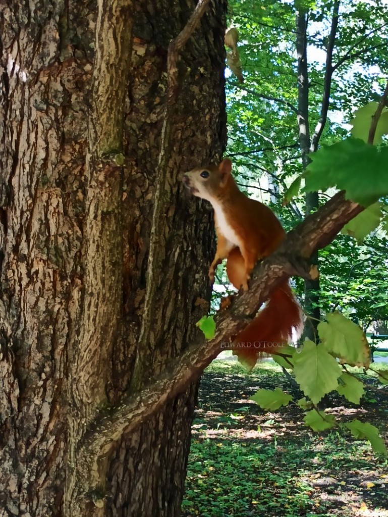 redsquirrelkrakow