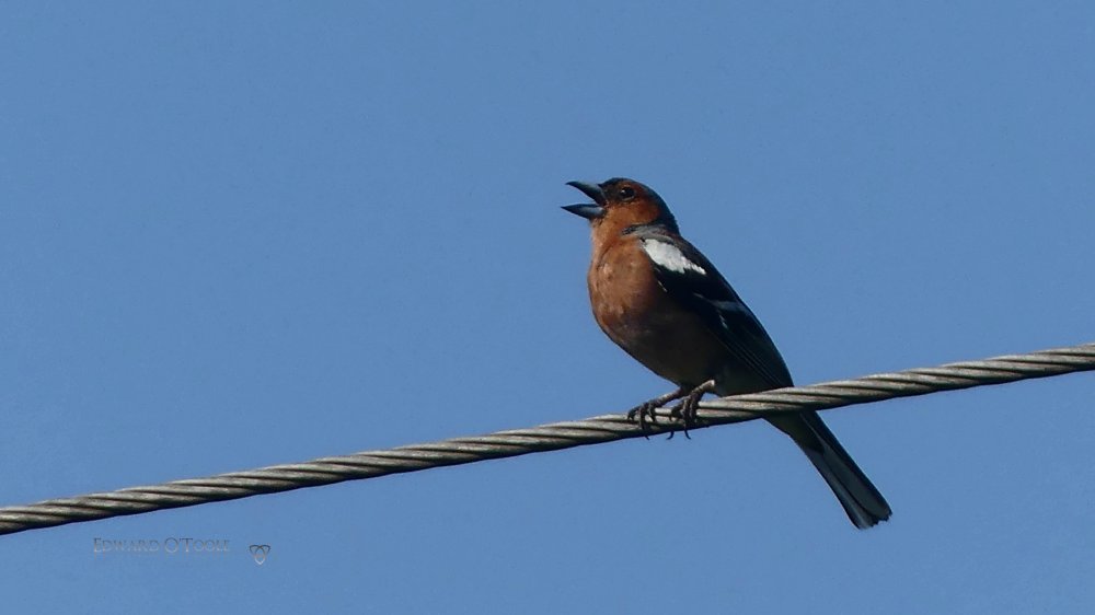 chaffinch