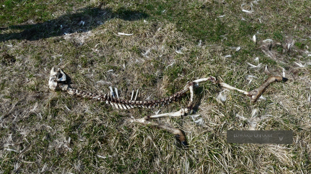 red deer carcass wolf