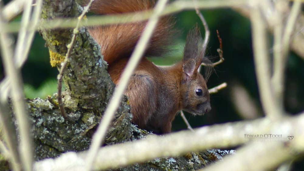 redsquirrel