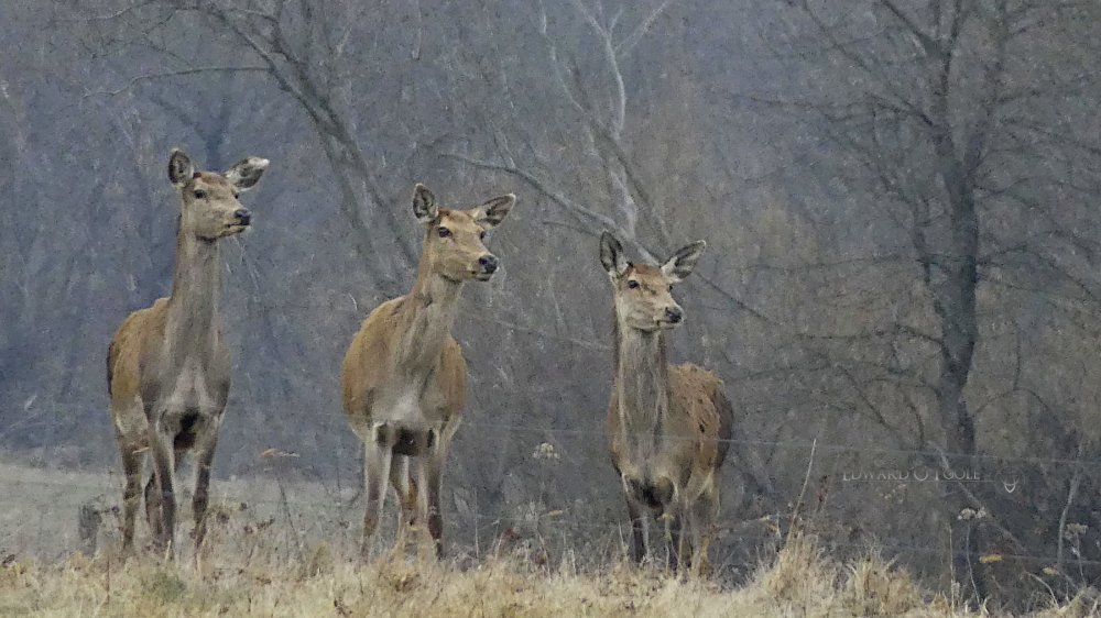 threereddeer