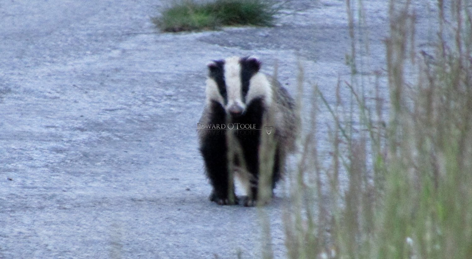 europeanbadger