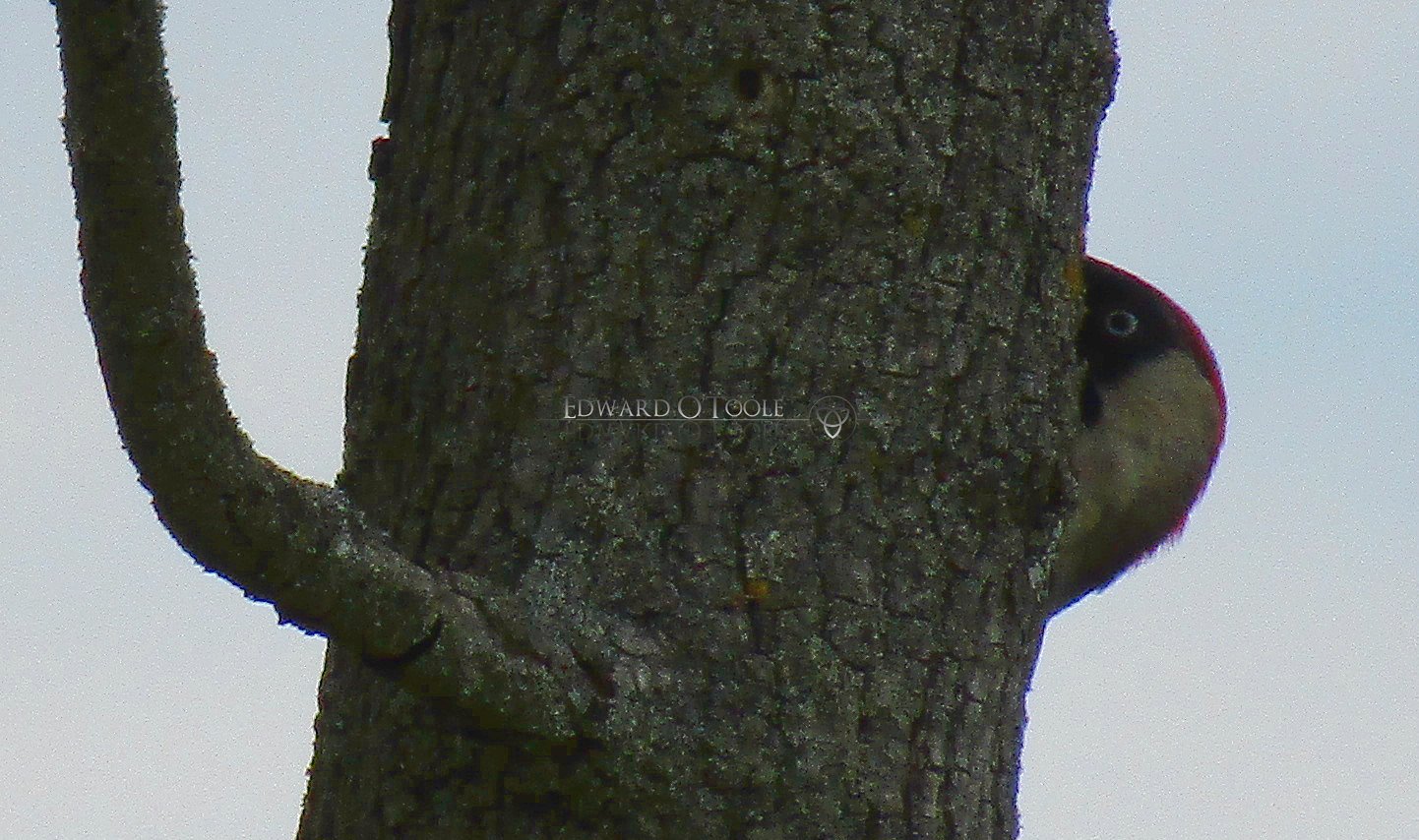 woodpecker