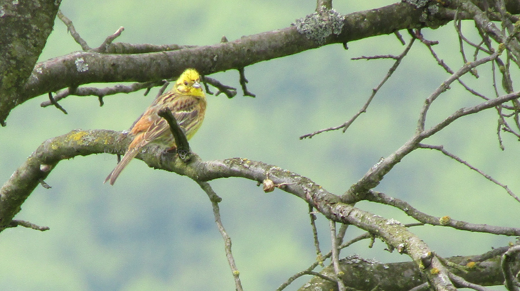 yellowhammer