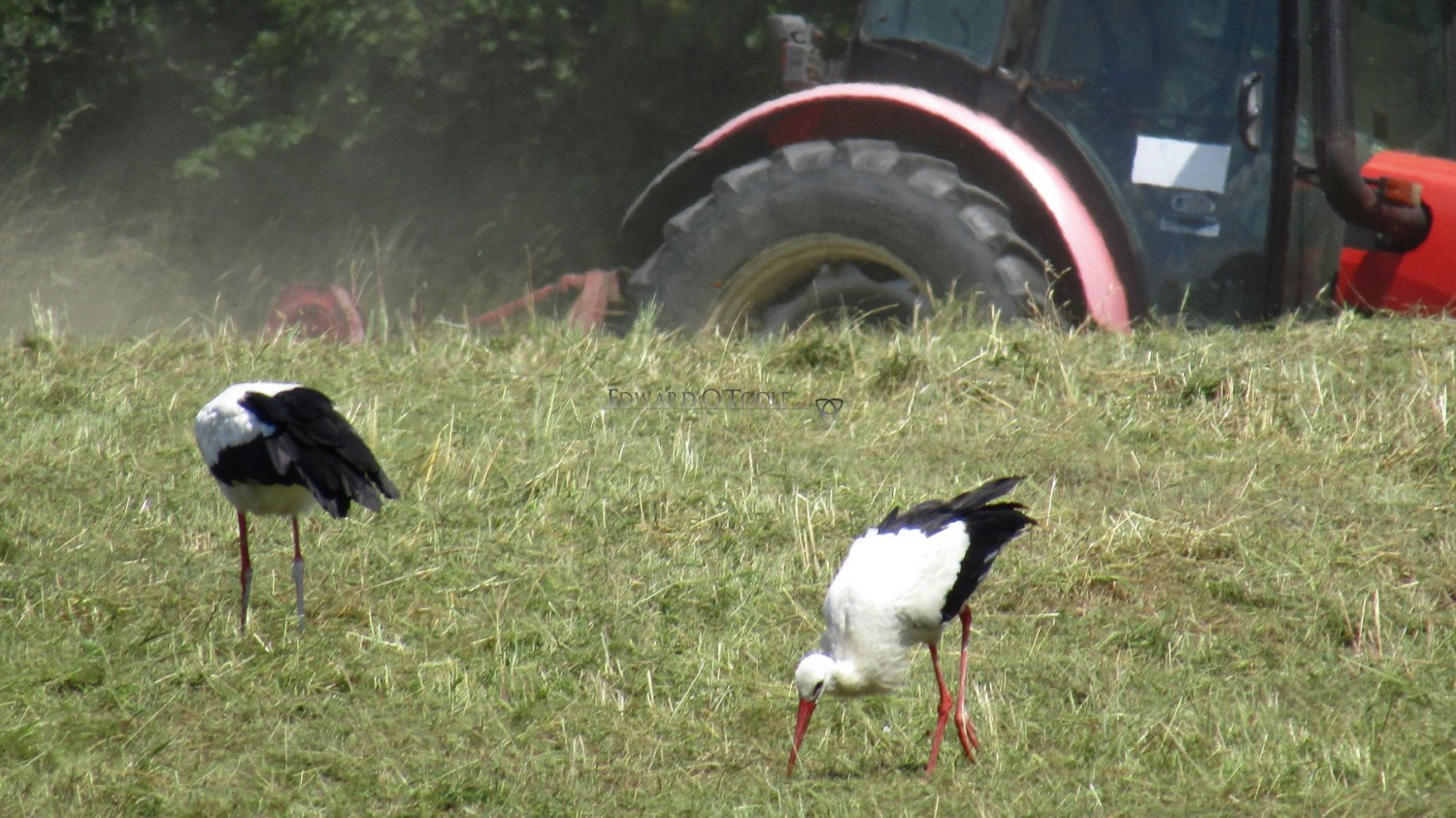 storks following tractor
