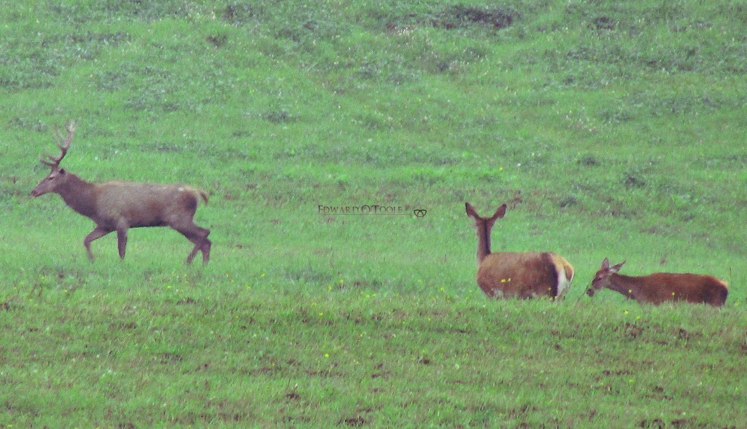 carpathian red deer herd